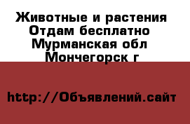 Животные и растения Отдам бесплатно. Мурманская обл.,Мончегорск г.